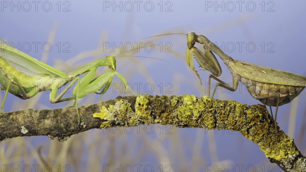Slow motion, Two large female praying mantis meet on the same tree branch. Conflict of