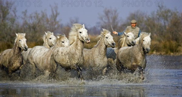 Camargue Horses, Man with Herd standing in Swamp, Saintes Marie de la Mer in Camargue, South of