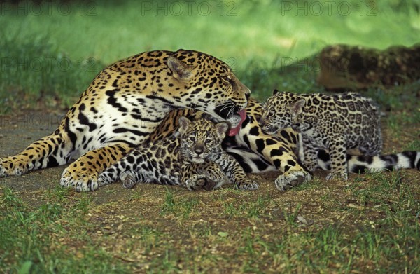 Jaguar (panthera onca), Mother Licking Cub