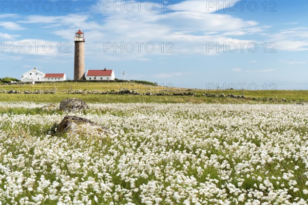 Lighthouse Lista Fyr, meadow with cotton grass, Ytre Listalandet, Borhaug, Vestbygd, Farsund,