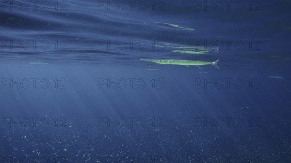 Sea Needle or Garfish swims under surface of blue water in sunburst on daytime, a large school of