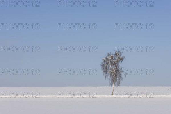 A single birch tree with branches under snow in a field under snow, with blue sky, Ingerkingen,