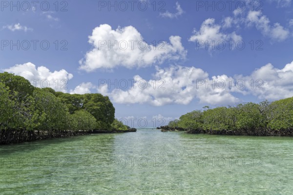 Mangroves, turquoise blue water, blue sky with white clouds, UNESCO World Heritage Site, Aldabra