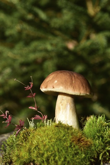 King bolete (Boletus edulis) growing on a moss cushion in autumn, Hunsrück, Rhineland-Palatinate,