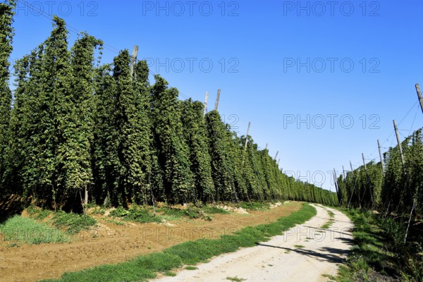 Harvested hops, hop garden, hop field, hop vines, hop bines, poles, field path, path, Nandlstadt,