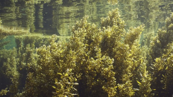Thickets Seaweed Brown (Sargassum) swaying on waves creeping along under surface of water reflected