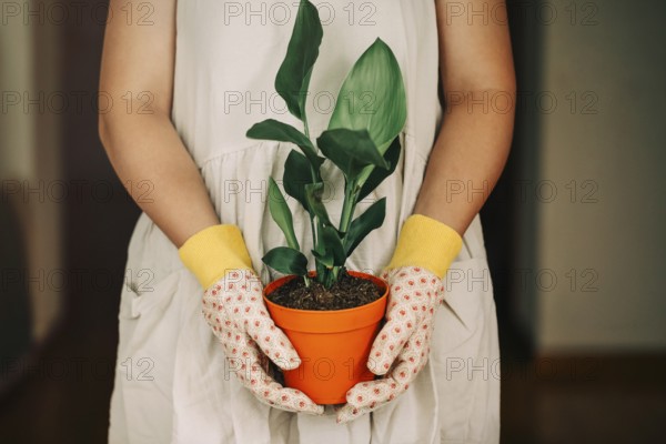 Unrecognizable (Strelitzia Reginae) female gardener in dress and gloves carrying orange pot with