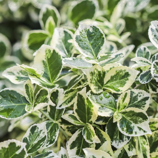 Texture, background, pattern of green and white leaves of Euonymus fortunei Emerald Gaiety with