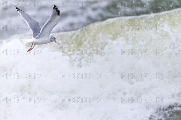 European herring gull (Larus argentatus), the bill is yellow with a red spot at the tip of the