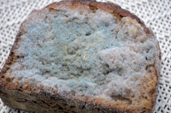 Mould on bread, mouldy bread
