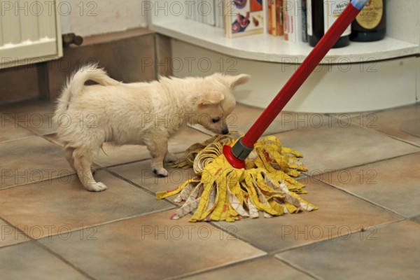 Woman cleaning the kitchen with a mop and Chihuahua puppy, 9 weeks old, playfully biting the