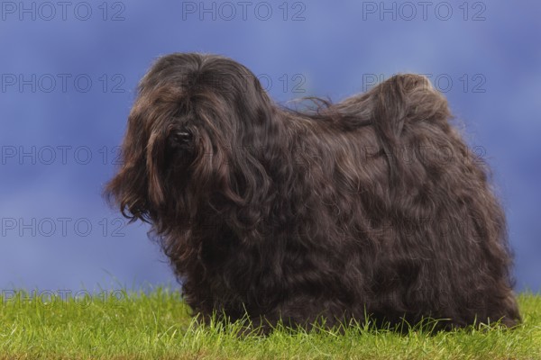 Tibetan Terrier, page