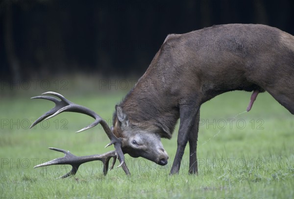Red deer (Cervus elaphus), male, lateral, urinating, urinating, urinating