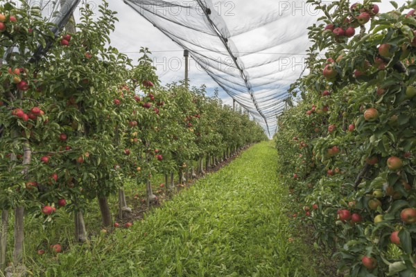 Apple orchard with ripe red apples, protected by a hail net, Hagnau am Lake Constance,
