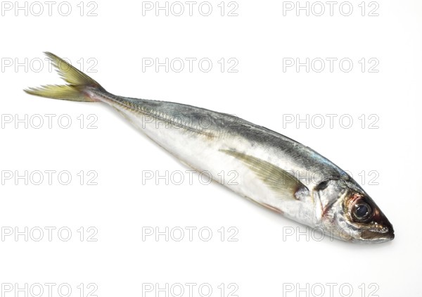 Horse mackerel, Horse mackerel, Horse mackerel, Wood mackerel, Other animals, Fish, Animals, Horse