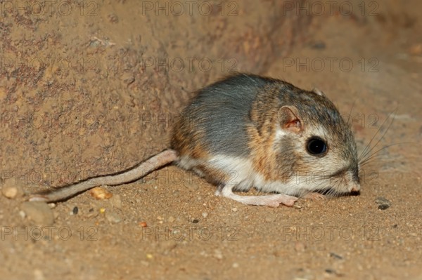 Merriam's kangaroo rat (Dipodomys merriami), Merriam's kangaroo rat, Merriam's kangaroo rat,