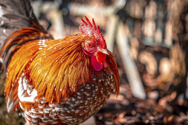 Feather-footed cock, Brahma chicken (Gallus gallus domesticus) in the sunshine in January in the