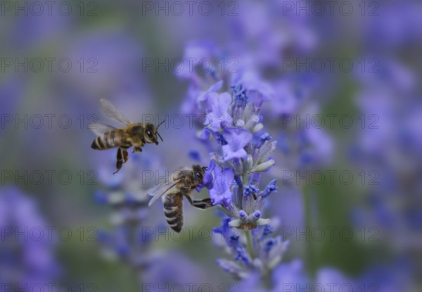Lavender (Lavandula angustifolia), with honey bees (Apis mellifera), a bee approaching,