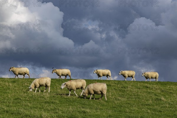 Sheep on the dyke in front of clouds, Nordstrand, Nordfriesland, Schleswig-Holstein, Germany,