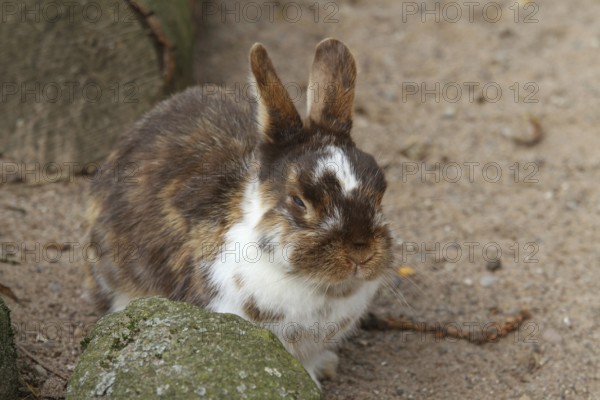 Zwergkaninchen mit getrübtem Auge