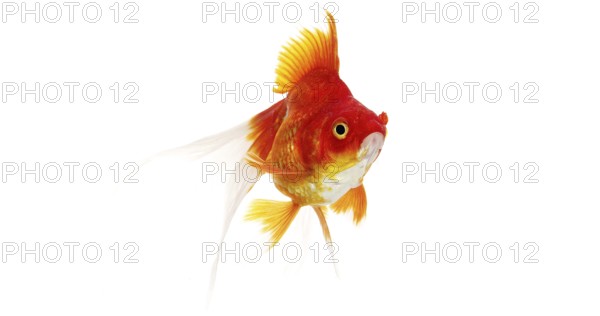 Ryukin Goldfish (carassius auratus), Adult Against White Background