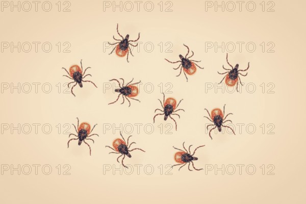 Ticks on a yellow background