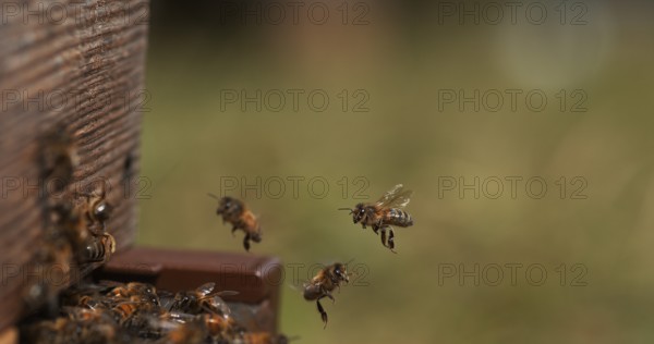 European Honey Bee (apis mellifera), Bees Going To The Hive, Insects in Flight, Return Of Boot, Bee