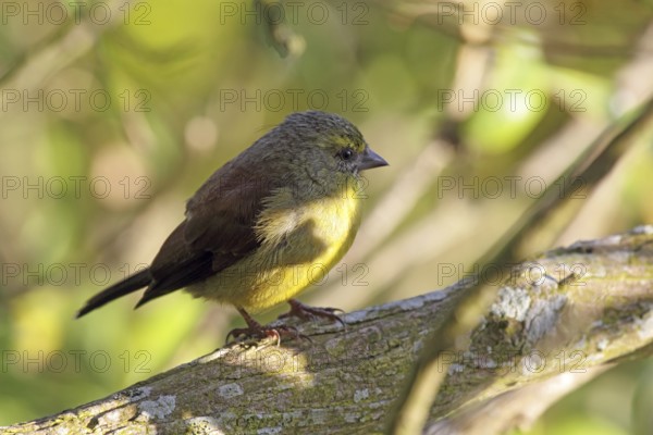 Cape Siskin (Serinus tottus) in a bush at Cape Point in Table Mountain National Park, South Africa,