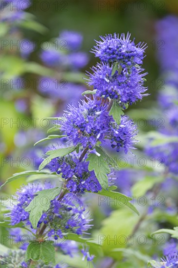 Clandon (Caryopteris x clandonensis) beard flower, variety 'Blauer Spatz', Münsterland, North