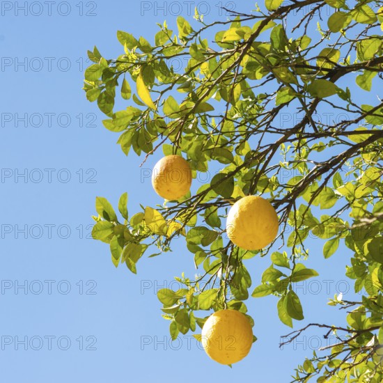 Lemon. Ripe Lemons Hanging on a Lemon tree. Growing Lemon