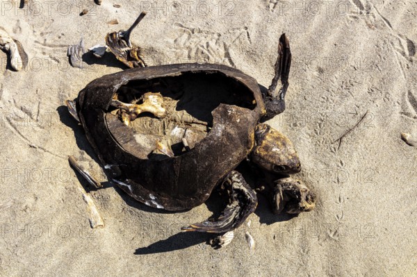 Dead sea turtle (Cheloniidae) in the sand on the beach of La Bocana, Baja de Hualtulco, South