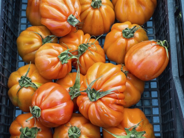 Tomatoes, freshly harvested vegetables, farmers' market in Maddalena, Isola La Maddalena, Sardinia,