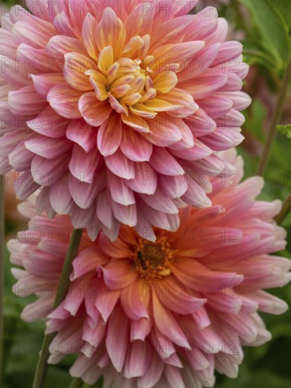 Pink-yellow chrysanthemums in macro shot lying on top of each other, Legden, Münsterland,