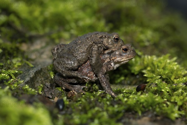 Common toad (Bufo bufo), pair on the way to the spawning waters, night shot, Velbert, North