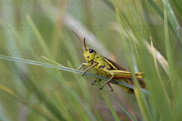 Large marsh grasshopper (Stethophyma grossum), sitting on blade of grass, Murnauer moss nature