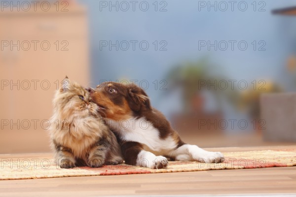 Australian Shepherd, red-tri, 5 months, puppy, and British Longhair, British Longhair cat,