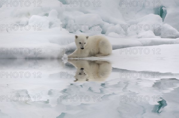 Polar bear (Thalassarctos maritimus), young, Spitsbergen, Svalbard Archipelago, Barents Sea, polar