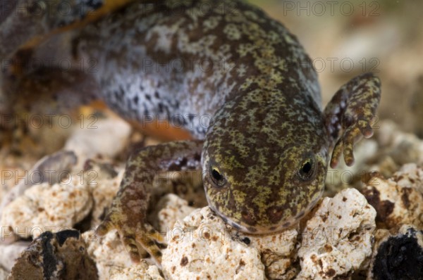 Alpine newt (Triturus alpestris), female