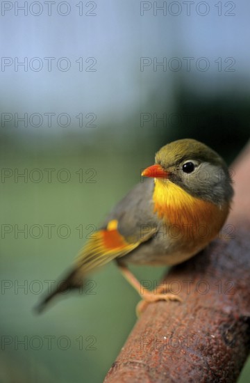 Red-billed leiothrix (Leiothrix lutea), China Sunbird, Chinese Sunbird, China Nightingale, Chinese