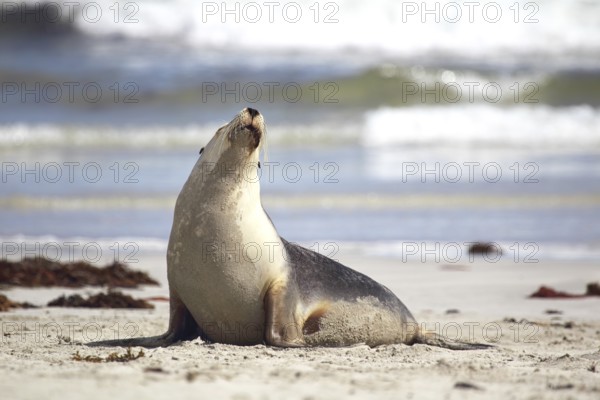 Australian sea lion (Neophoca cinerea) on the beach of Seal Bay, Kangaroo Island, South Australia,