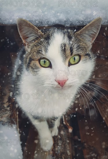 Winter season cat portrait. Close up kitten outdoor sheltering from snow. Beautiful kitty face,