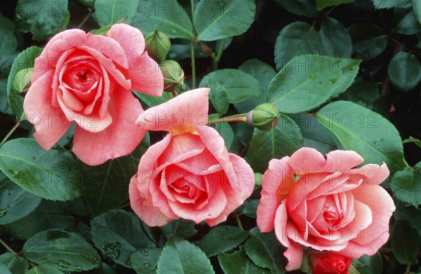 Climbing Rose 'Paul Noel', plants, rose family, Rosaceae, garden plant, shrubs, bush, shrubs,