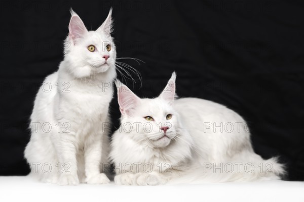 Beautiful studio shot portrait of two American Forest Cats on black and white background. One white