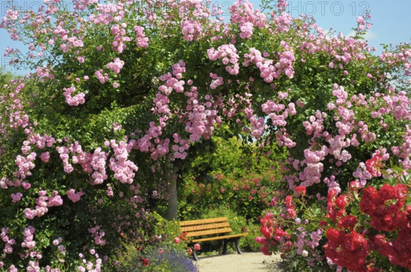 Oberderdingen, Rose Garden, Rose Arch