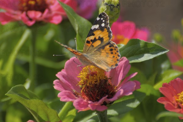Butterfly : painted lady (Vanessa cardui) on zinnia (Zinnia violacea) flower, zinnia and thistle