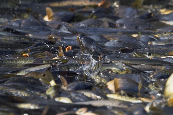 Common carp (Cyprinus carpio) in fishing net, during fishing of carp pond, Stradower Teiche,