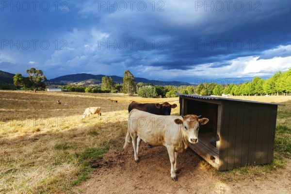 Farm landscape with cattle near sunset on a stormy afternoon in Yackandandah, Victoria, Australia,