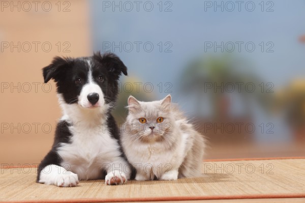 Border collie, puppy, 13 weeks, and British longhair, lilac-white, British longhair cat,