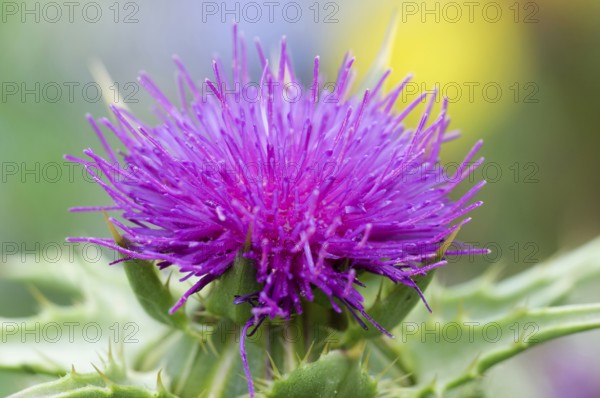 Carduus marianus (Silybum marianum) (Carduus marianus), Milk thistle Silybum marianum