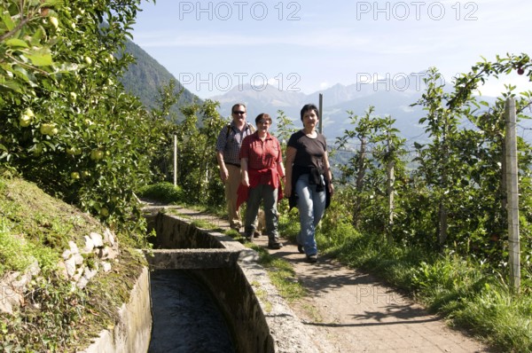 Hiker on Waalweg, Algund, Merano, South Tyrol, Italie (Hiker) on Waalweg, Algund, Merano, South
